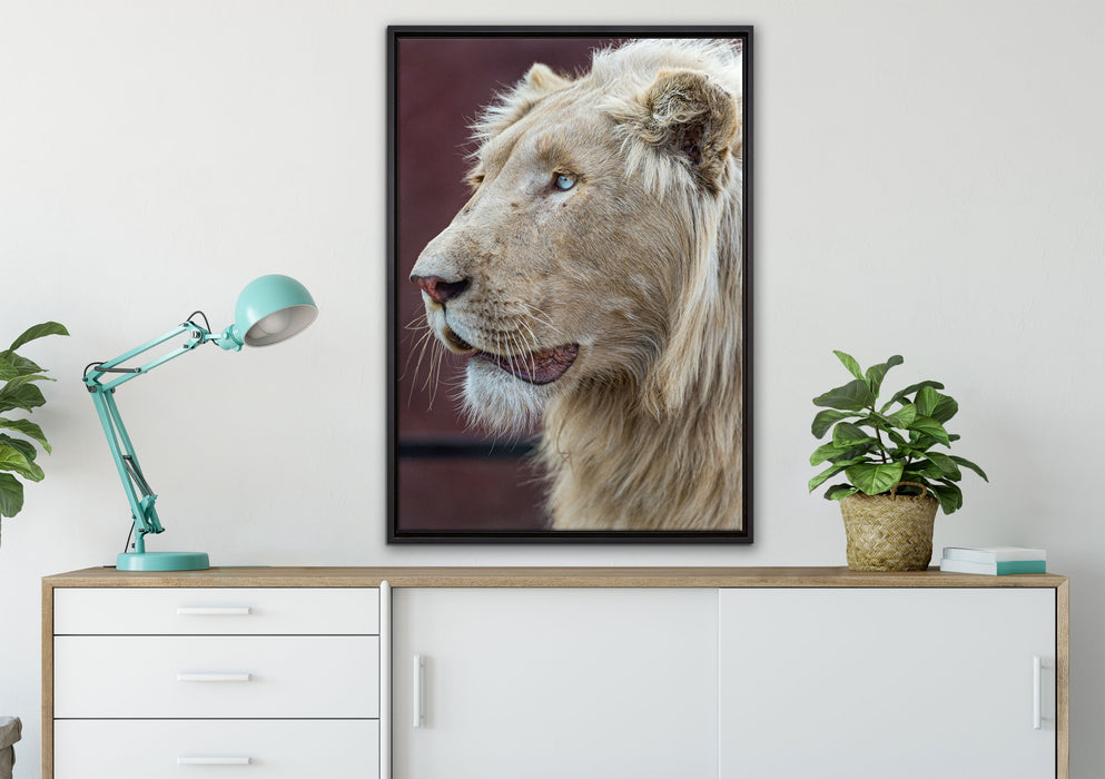 prächtiger weißer Löwe auf Leinwandbild gerahmt verschiedene Größen im Wohnzimmer