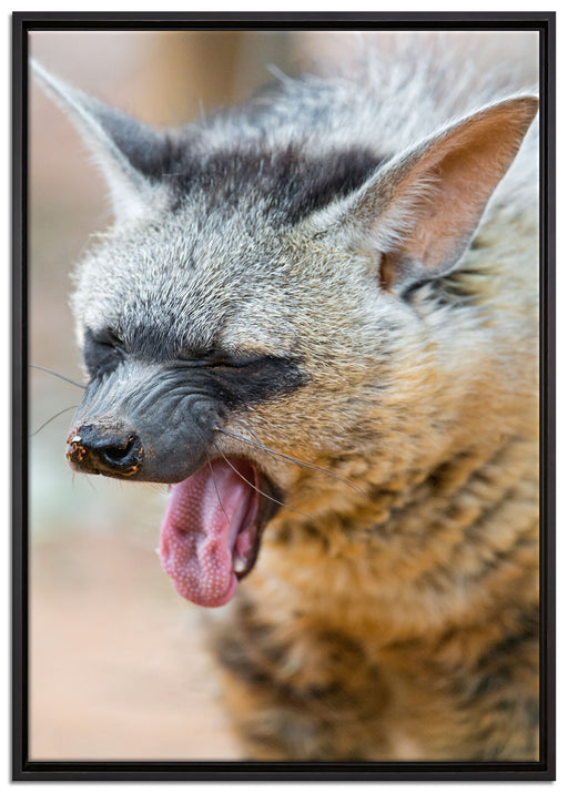 müde Hyäne auf Leinwandbild gerahmt Größe 100x70