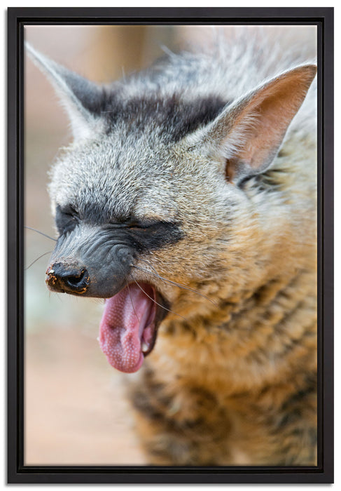 müde Hyäne auf Leinwandbild gerahmt Größe 60x40