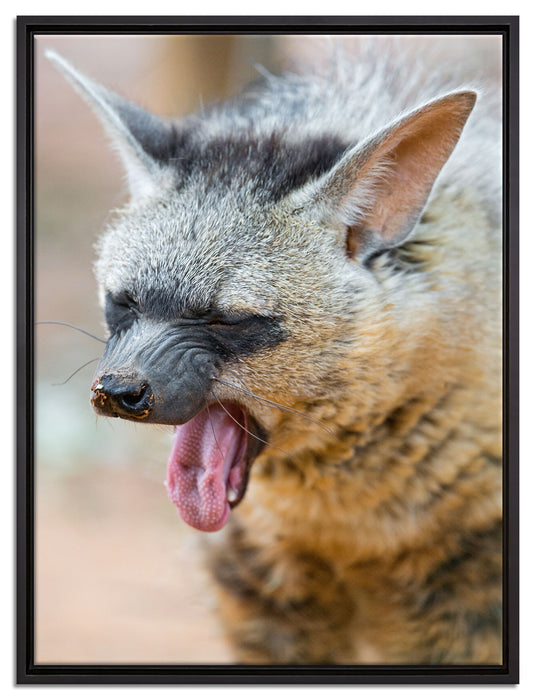 müde Hyäne auf Leinwandbild gerahmt Größe 80x60