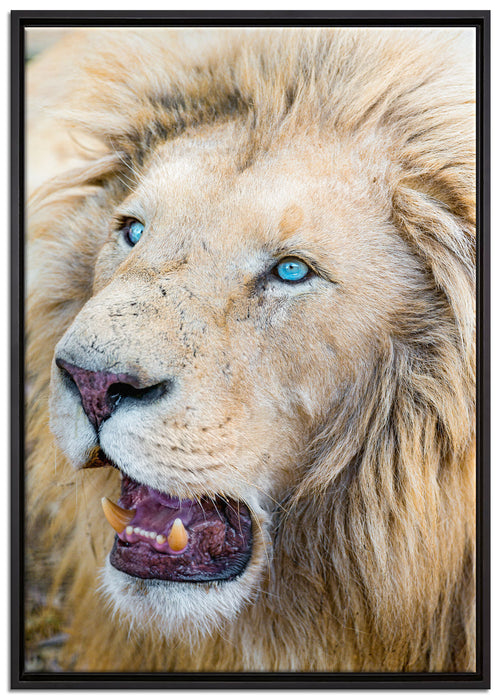 schöner weißer Löwe auf Leinwandbild gerahmt Größe 100x70