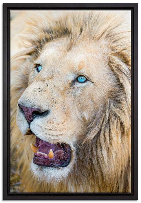 schöner weißer Löwe auf Leinwandbild gerahmt Größe 60x40