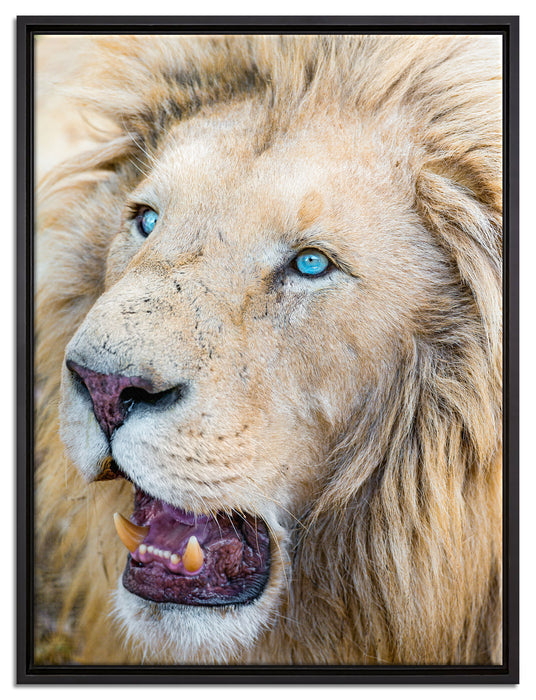 schöner weißer Löwe auf Leinwandbild gerahmt Größe 80x60