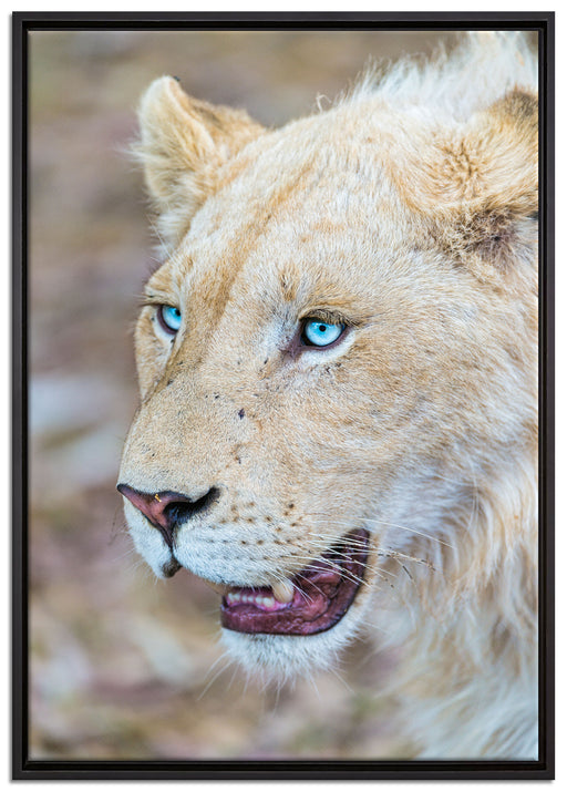 schöne weiße Löwin auf Leinwandbild gerahmt Größe 100x70