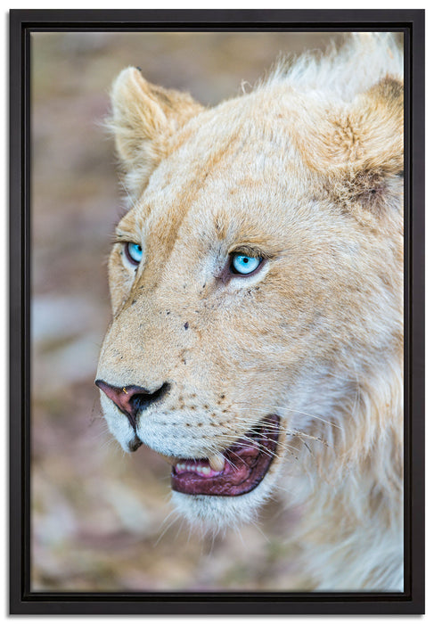 schöne weiße Löwin auf Leinwandbild gerahmt Größe 60x40