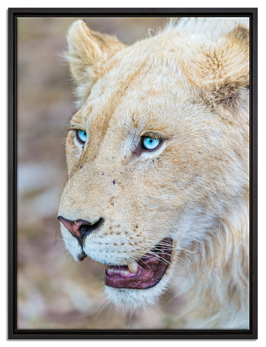 schöne weiße Löwin auf Leinwandbild gerahmt Größe 80x60
