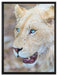 schöne weiße Löwin auf Leinwandbild gerahmt Größe 80x60
