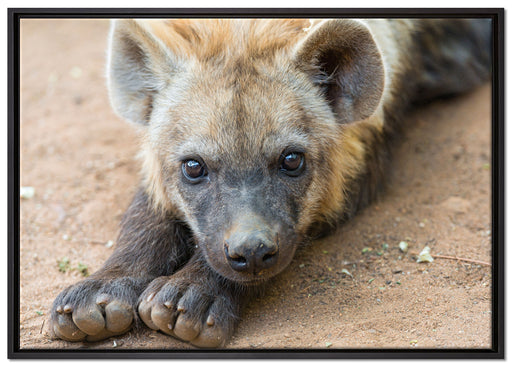 niedliche Hyäne auf Leinwandbild gerahmt Größe 100x70