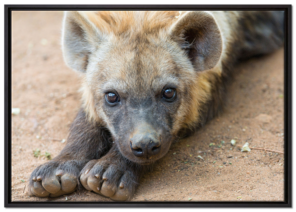 niedliche Hyäne auf Leinwandbild gerahmt Größe 100x70