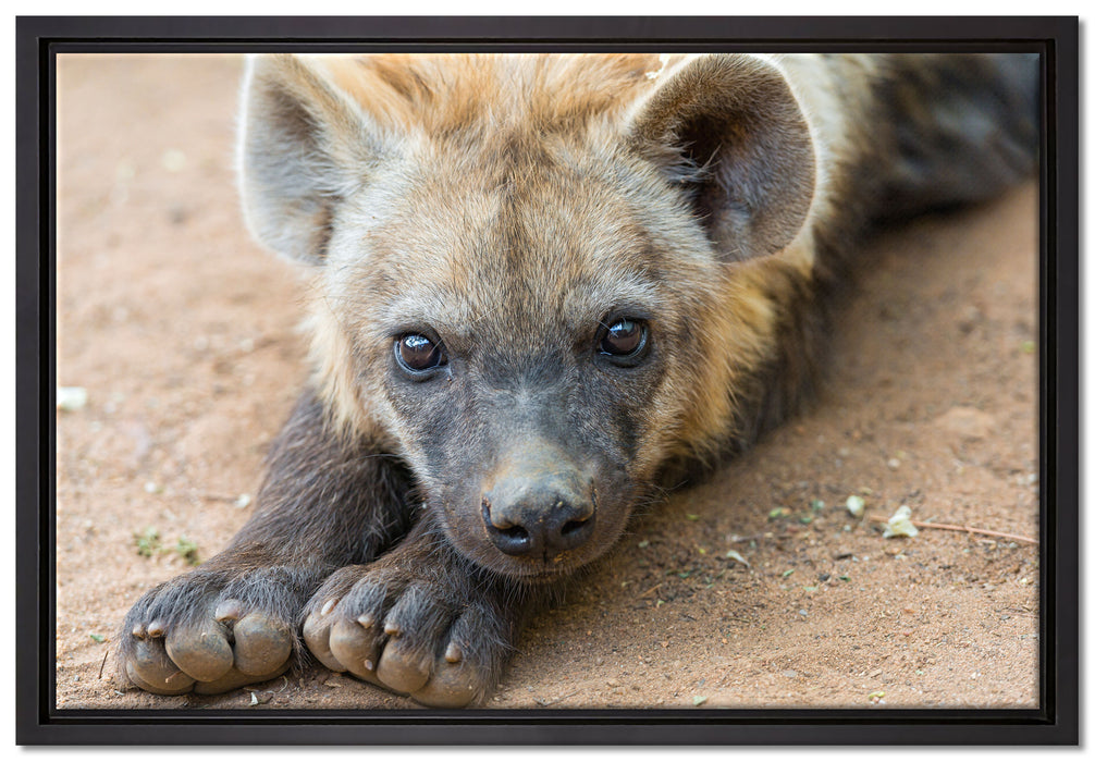 niedliche Hyäne auf Leinwandbild gerahmt Größe 60x40