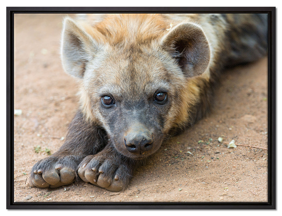 niedliche Hyäne auf Leinwandbild gerahmt Größe 80x60