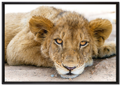 wachsamer junger Löwe auf Leinwandbild gerahmt Größe 100x70