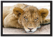 wachsamer junger Löwe auf Leinwandbild gerahmt Größe 60x40