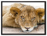 wachsamer junger Löwe auf Leinwandbild gerahmt Größe 80x60