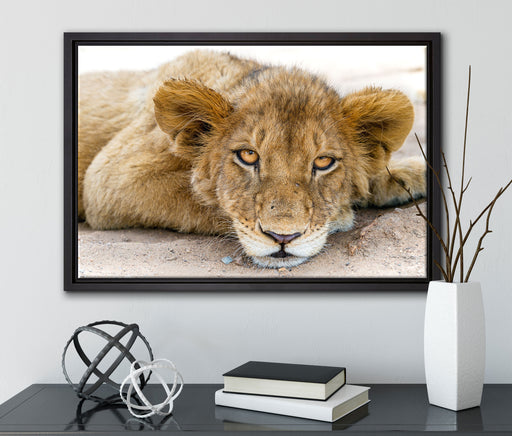 wachsamer junger Löwe auf Leinwandbild gerahmt mit Kirschblüten