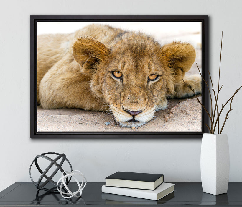 wachsamer junger Löwe auf Leinwandbild gerahmt mit Kirschblüten