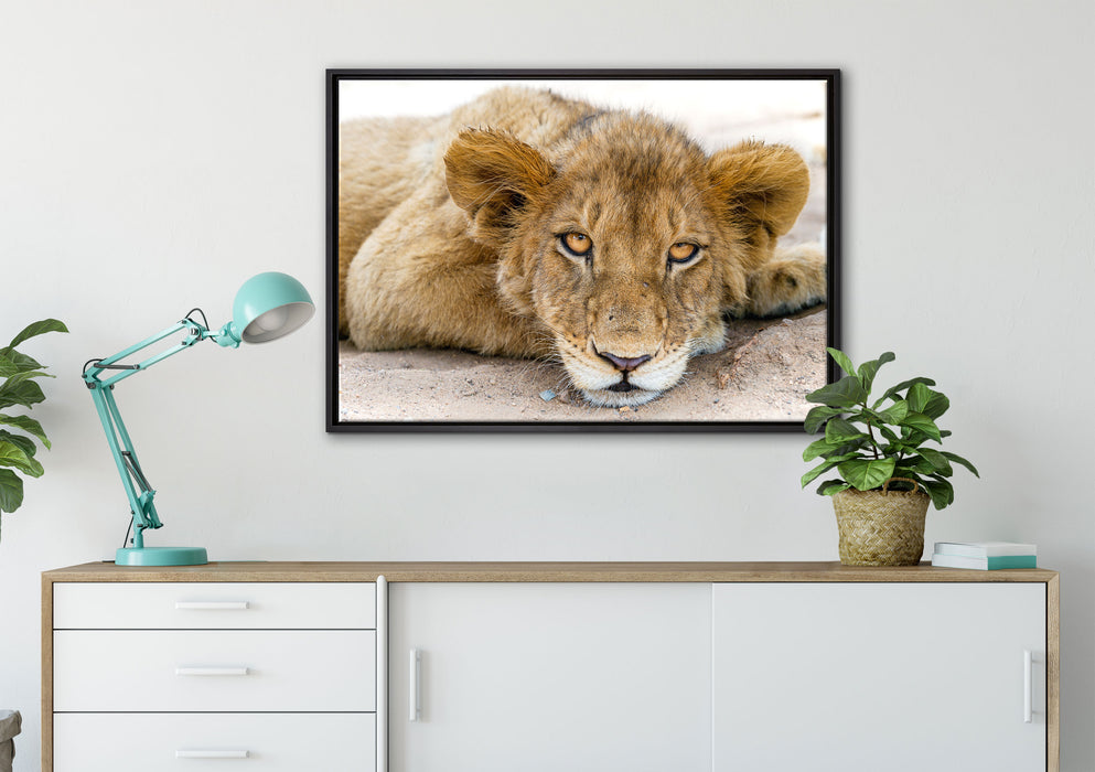 wachsamer junger Löwe auf Leinwandbild gerahmt verschiedene Größen im Wohnzimmer