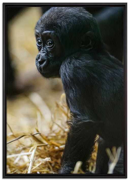 kleines Gorillajunges auf Leinwandbild gerahmt Größe 100x70