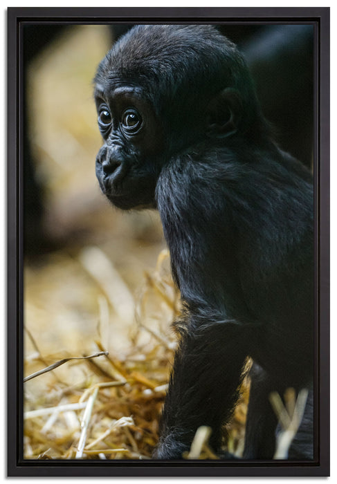 kleines Gorillajunges auf Leinwandbild gerahmt Größe 60x40