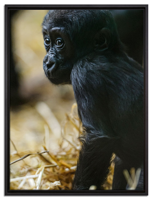 kleines Gorillajunges auf Leinwandbild gerahmt Größe 80x60