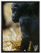 kleines Gorillajunges auf Leinwandbild gerahmt Größe 80x60