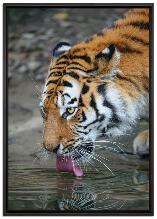 Tiger am Wasser auf Leinwandbild gerahmt Größe 100x70