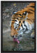 Tiger am Wasser auf Leinwandbild gerahmt Größe 60x40