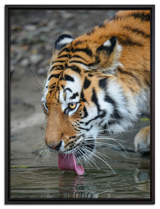 Tiger am Wasser auf Leinwandbild gerahmt Größe 80x60