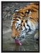Tiger am Wasser auf Leinwandbild gerahmt Größe 80x60
