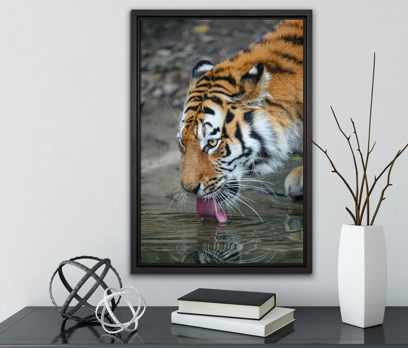 Tiger am Wasser auf Leinwandbild gerahmt mit Kirschblüten