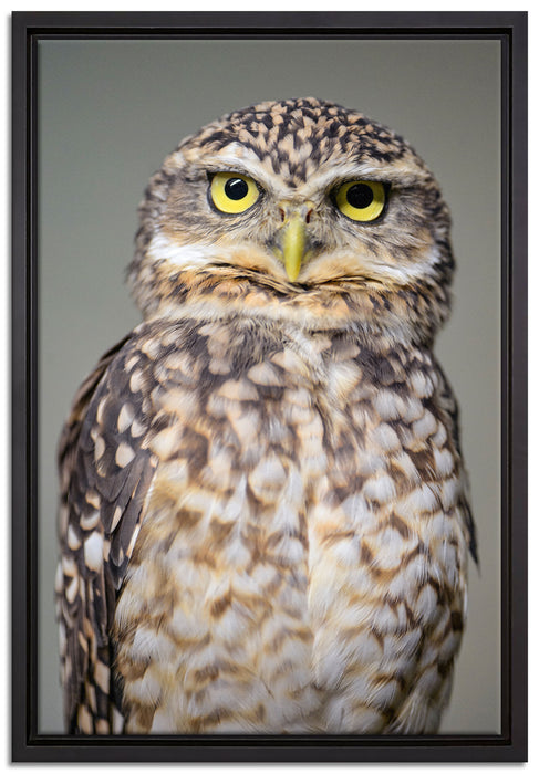 kleine Eule auf Leinwandbild gerahmt Größe 60x40