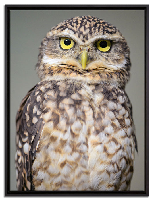 kleine Eule auf Leinwandbild gerahmt Größe 80x60