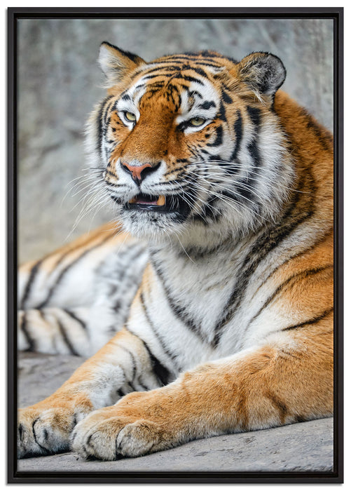 stolzer Tiger auf Leinwandbild gerahmt Größe 100x70