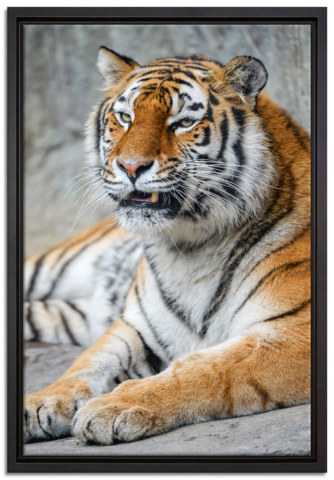 stolzer Tiger auf Leinwandbild gerahmt Größe 60x40