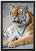 stolzer Tiger auf Leinwandbild gerahmt Größe 60x40