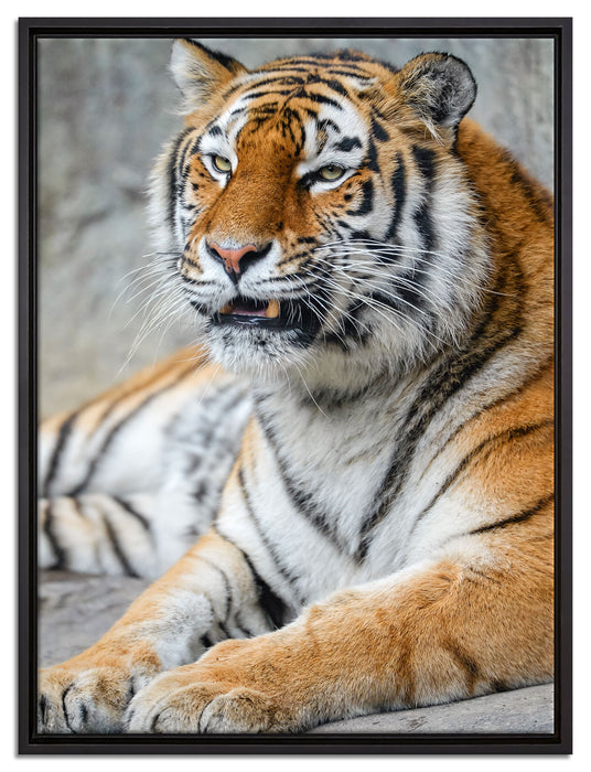 stolzer Tiger auf Leinwandbild gerahmt Größe 80x60
