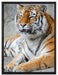 stolzer Tiger auf Leinwandbild gerahmt Größe 80x60