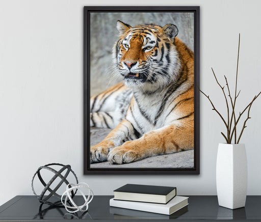 stolzer Tiger auf Leinwandbild gerahmt mit Kirschblüten