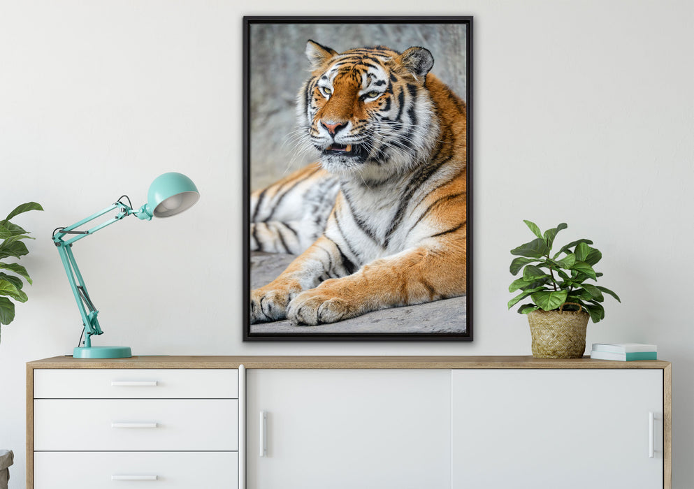 stolzer Tiger auf Leinwandbild gerahmt verschiedene Größen im Wohnzimmer