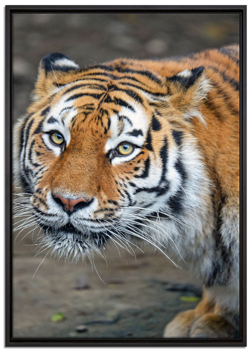 scheuer Tiger auf Leinwandbild gerahmt Größe 100x70