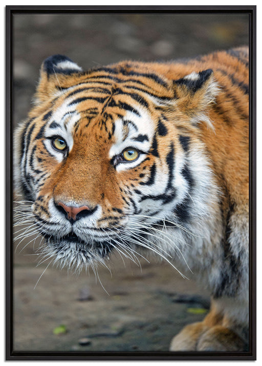 scheuer Tiger auf Leinwandbild gerahmt Größe 100x70