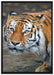 scheuer Tiger auf Leinwandbild gerahmt Größe 100x70
