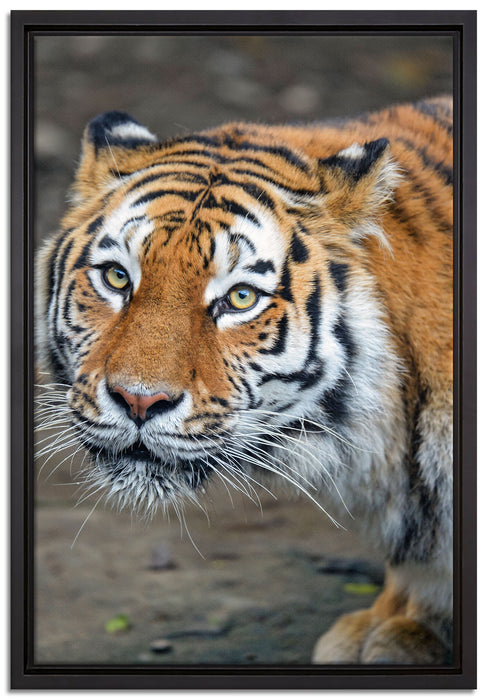 scheuer Tiger auf Leinwandbild gerahmt Größe 60x40