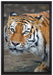 scheuer Tiger auf Leinwandbild gerahmt Größe 60x40