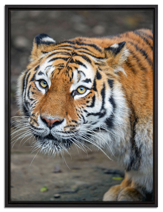 scheuer Tiger auf Leinwandbild gerahmt Größe 80x60
