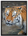scheuer Tiger auf Leinwandbild gerahmt Größe 80x60
