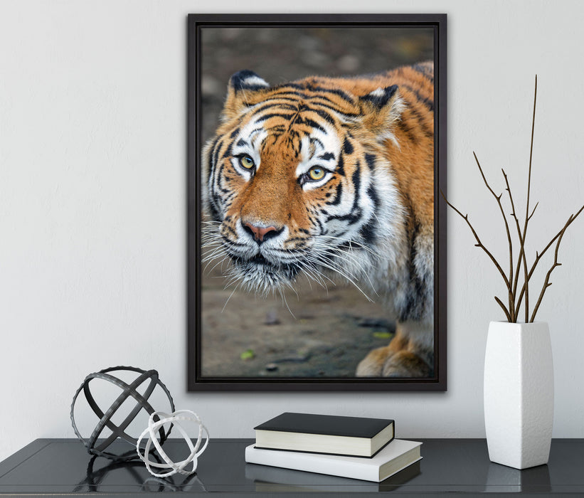 scheuer Tiger auf Leinwandbild gerahmt mit Kirschblüten