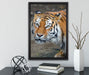 scheuer Tiger auf Leinwandbild gerahmt mit Kirschblüten