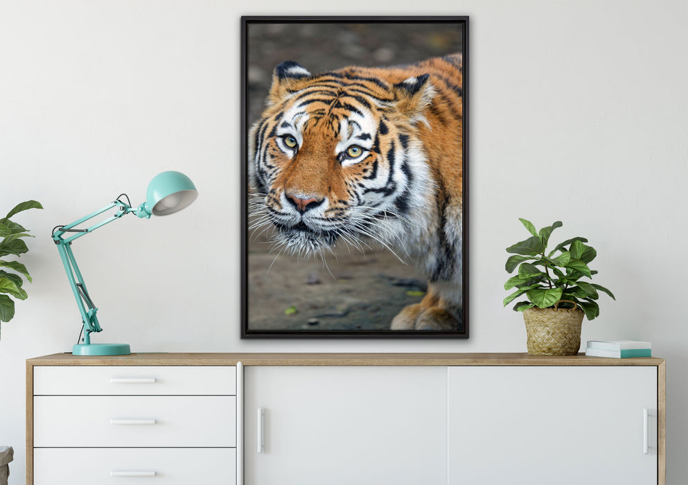 scheuer Tiger auf Leinwandbild gerahmt verschiedene Größen im Wohnzimmer