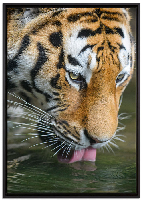 Tiger trinkt auf Leinwandbild gerahmt Größe 100x70